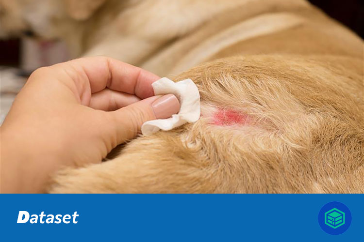 宠物皮肤病图像分类数据集