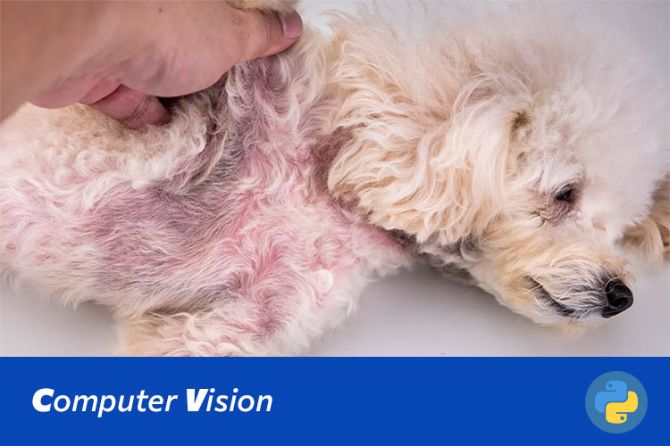 基于Swin Transformer的宠物皮肤病诊断系统