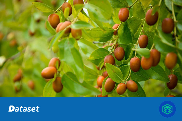 河南特色农产品图像分类数据集