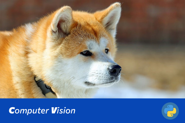 四类宠物情绪识别系统的设计与实现：基于ResNet18与MobileNetV2的比较研究