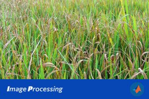 基于MATLAB实现SVM和集成特征的水稻病害图像识别系统