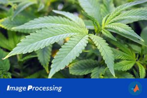 基于MATLAB的HSV颜色特征杂草图像识别系统设计与实现