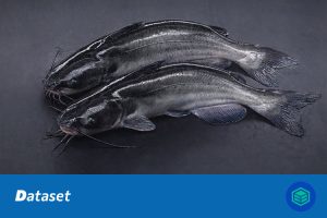 斑点叉尾鮰鱼损伤检测数据集（YOLO格式）