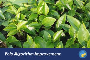 基于YOLOv8茶树病害智能诊断与防治系统