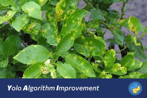 基于YOLO11的柑橘病害智能诊断与防治系统