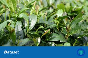 茶树病害检测数据集（YOLO格式）
