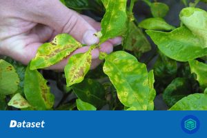 柑橘病害检测数据集（YOLO格式）