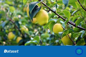 梨图像检测数据集（YOLO格式）