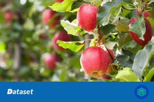 苹果图像检测数据集（YOLO格式）