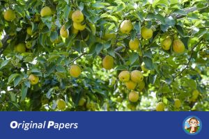 原创论文：基于深度学习的香梨产量预测系统设计与实现