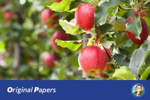 原创论文：基于深度学习的苹果产量预测的系统设计与实现