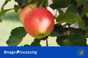 基于MATLAB的CNN和SVM苹果质量智能检测与分级系统研究