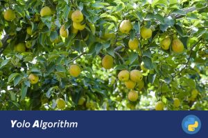 基于深度学习的香梨产量预测系统设计与实现