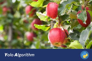 基于深度学习的苹果产量预测的系统设计与实现